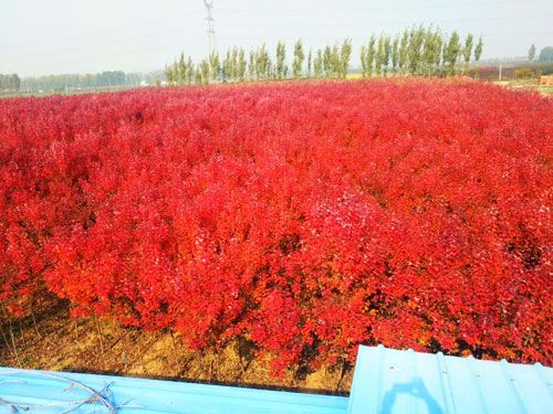 秋冬交替时节是养护美国红枫的关键期